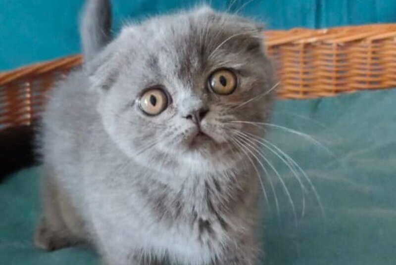 Rosa Scottish Fold male, blue