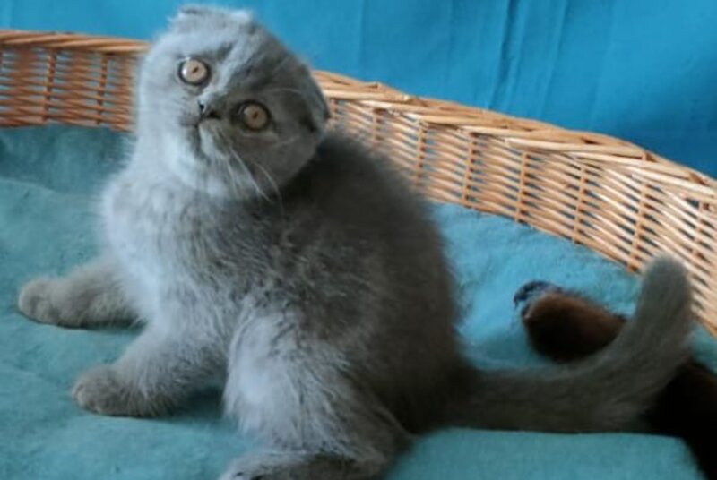 Rosa Scottish Fold male, blue