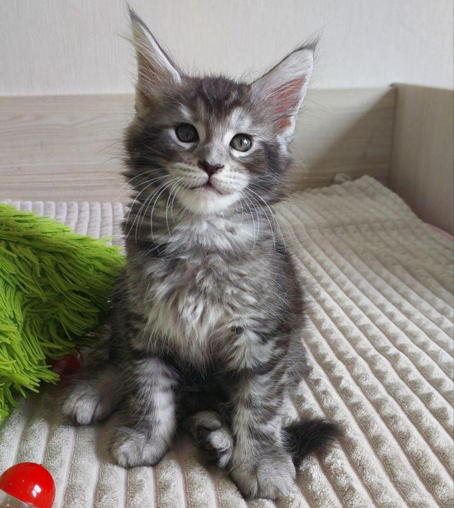 Astra Maine coon female, black silver ticked tabby