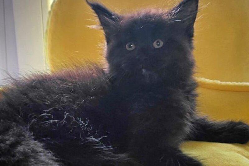 Kasper Maine Coon male, black