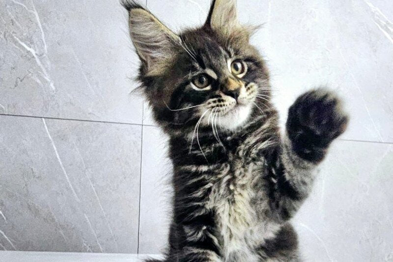 Koks Maine Coon male, black tabby