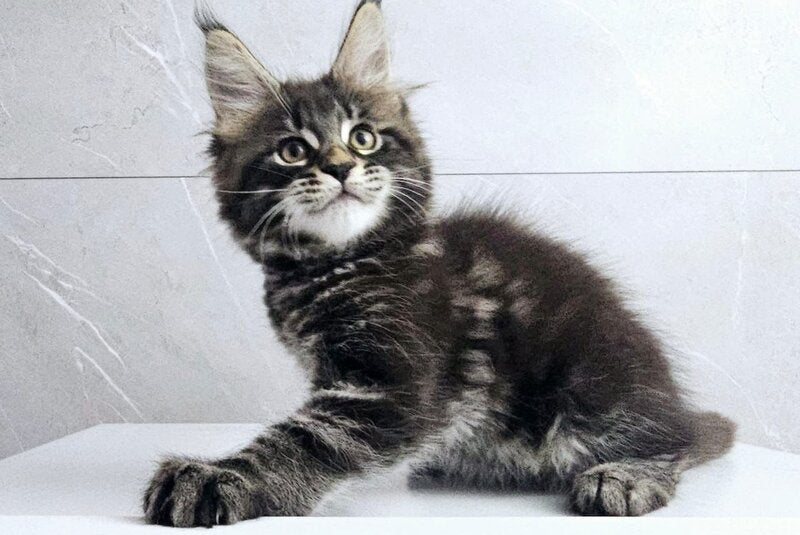 Koks Maine Coon male, black tabby