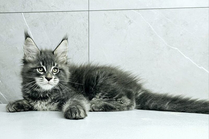 Kasper Maine Coon male, blue tabby