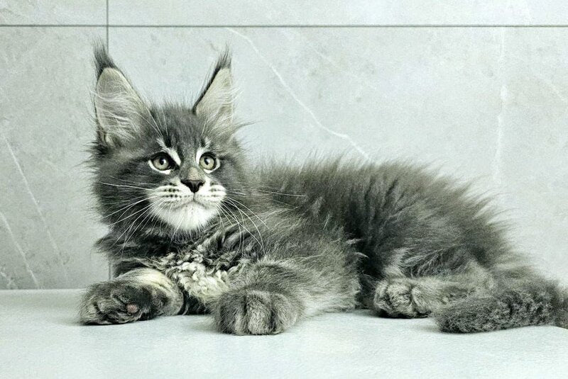 Kasper Maine Coon male, blue tabby