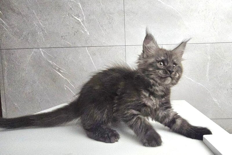 Kuka Maine Coon female, black silver