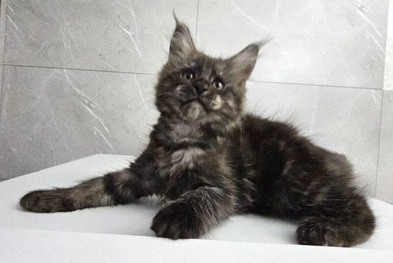 Kuka Maine Coon female, black silver