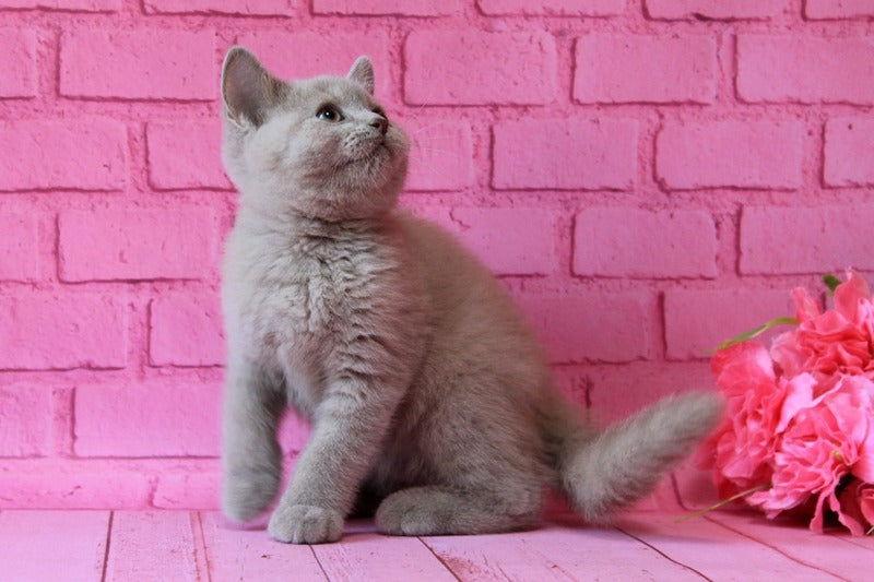 Daymond British Shorthair male, fawn