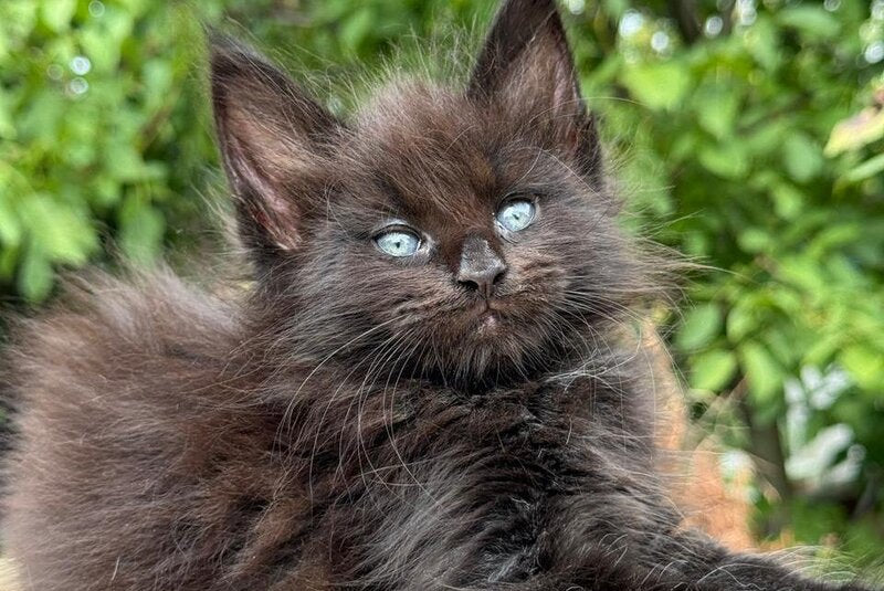 Armani Maine Coon male, black