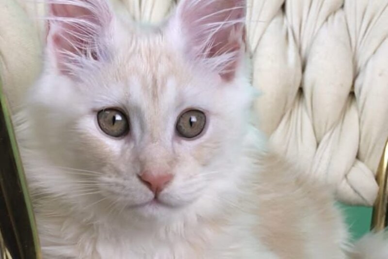 Oliver Maine Coon male, red silver