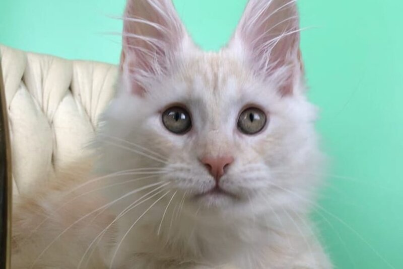Oliver Maine Coon male, red silver