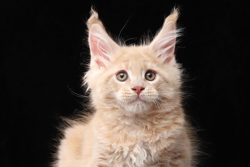 Larry Maine Coon male, cream tabby