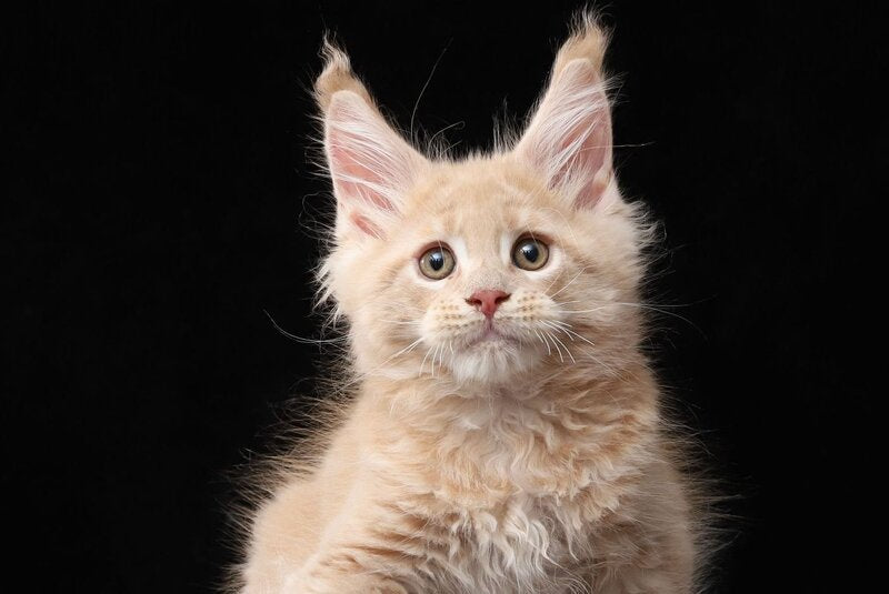 Larry Maine Coon male, cream tabby