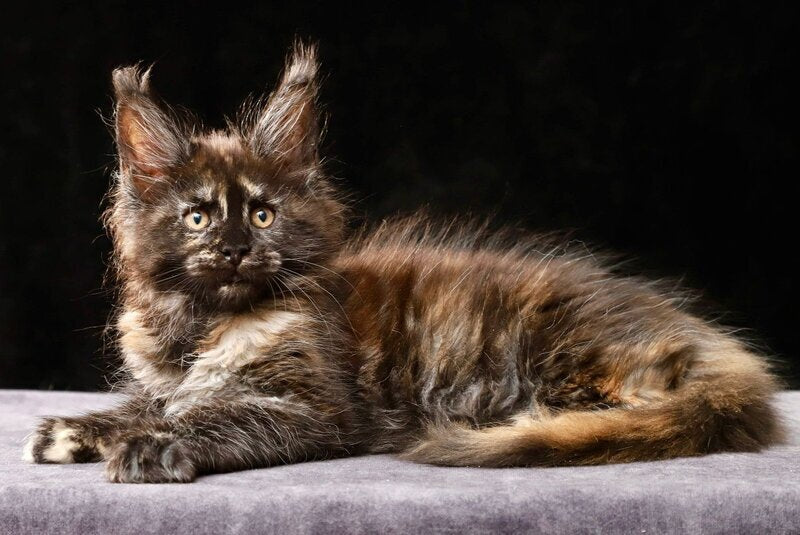 Lera Maine Coon female, black tortie
