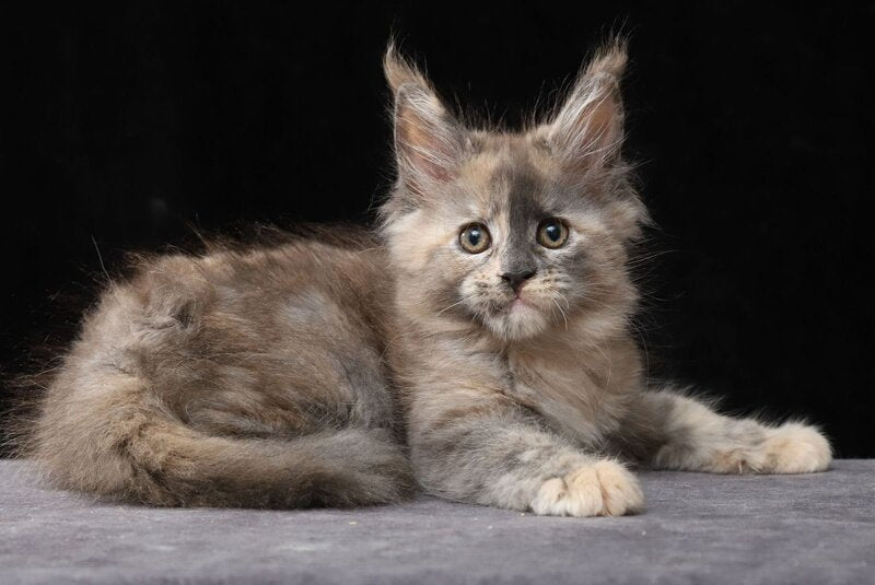 Louisa Maine Coon female, blue tortie