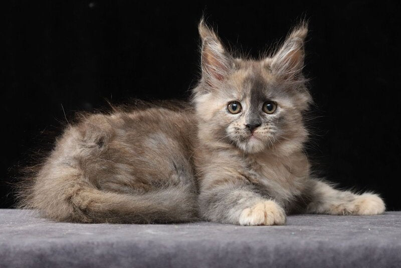 Louisa Maine Coon female, blue tortie
