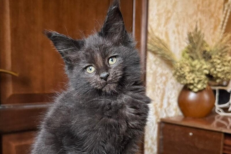 Tess Maine Coon female, black