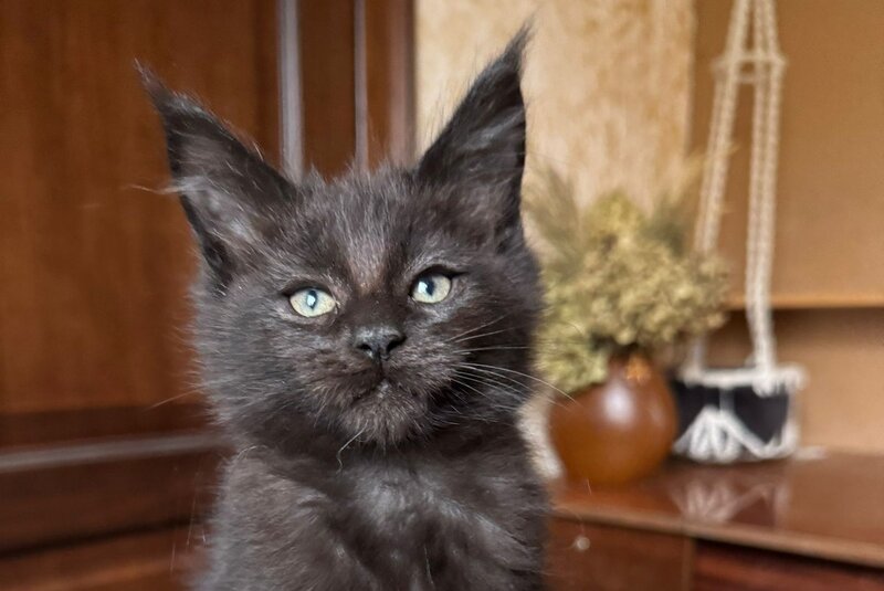 Truffel Maine Coon male, black