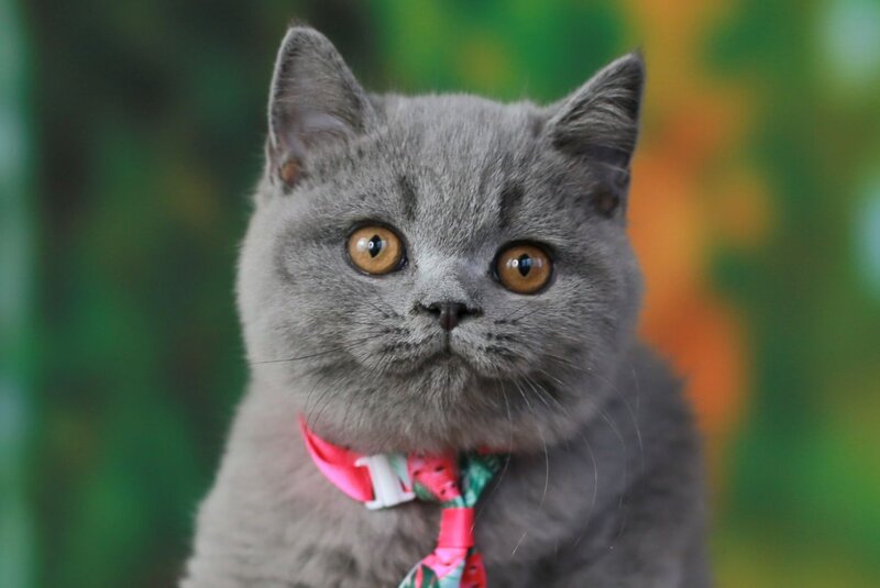 Yasha British Shorthair male, blue