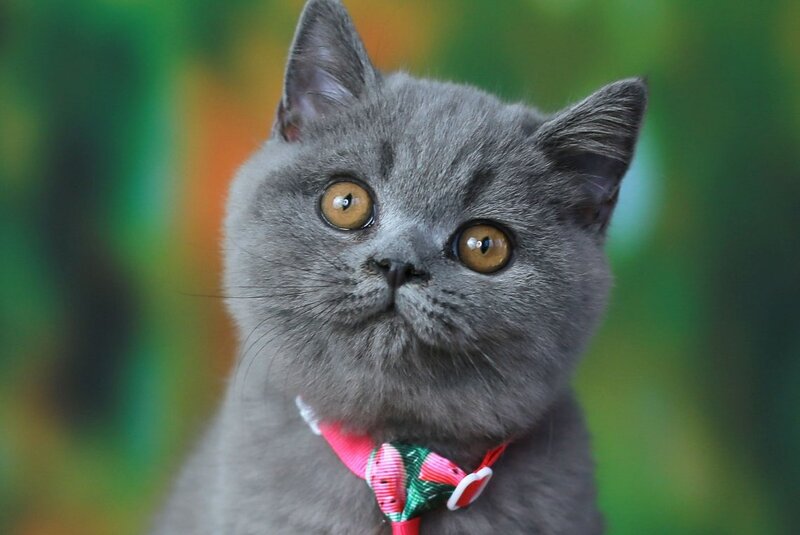 Yasha British Shorthair male, blue