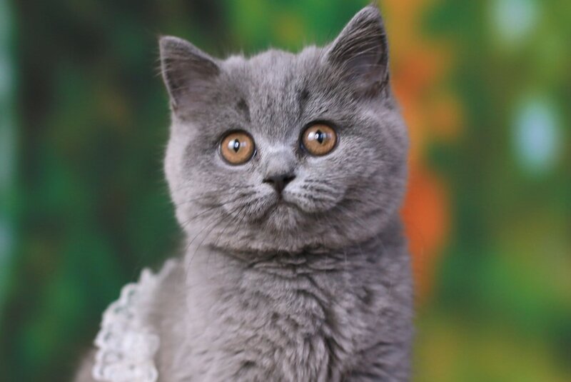 Yummy British Shorthair female, blue