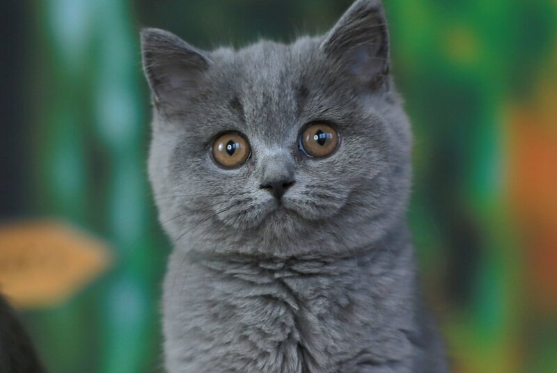 Yummy British Shorthair female, blue