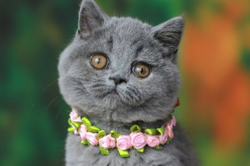 Yliasha British Shorthair female, blue