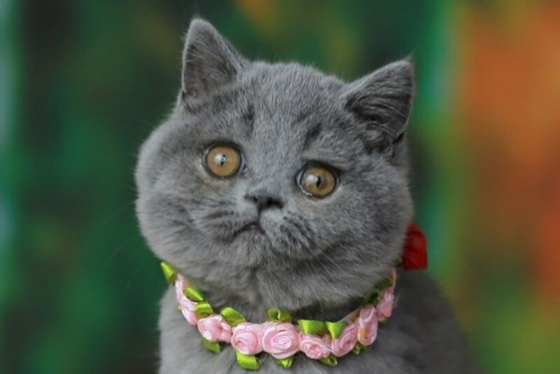 Yliasha British Shorthair female, blue