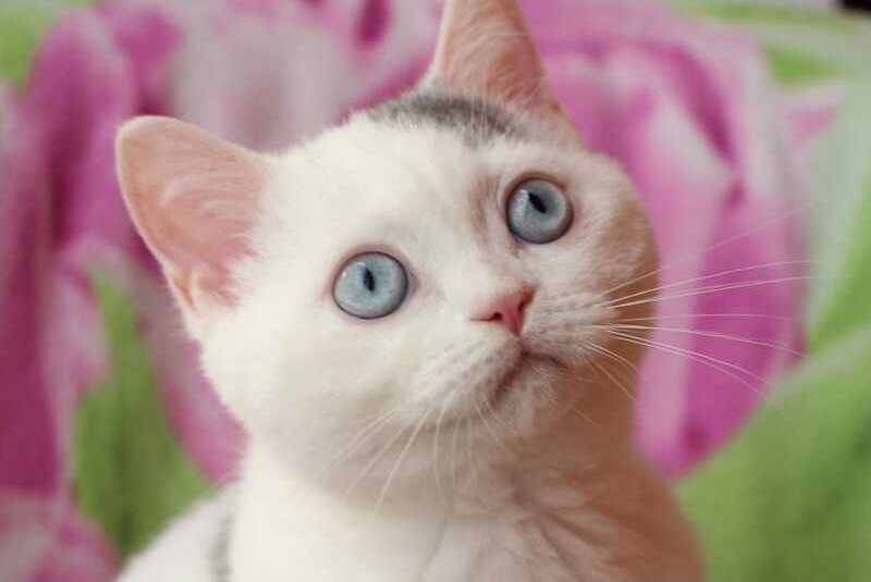 Etic British Shorthair male, blue van