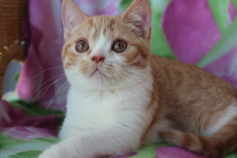 Faddey British Shorthair male, red bicolour