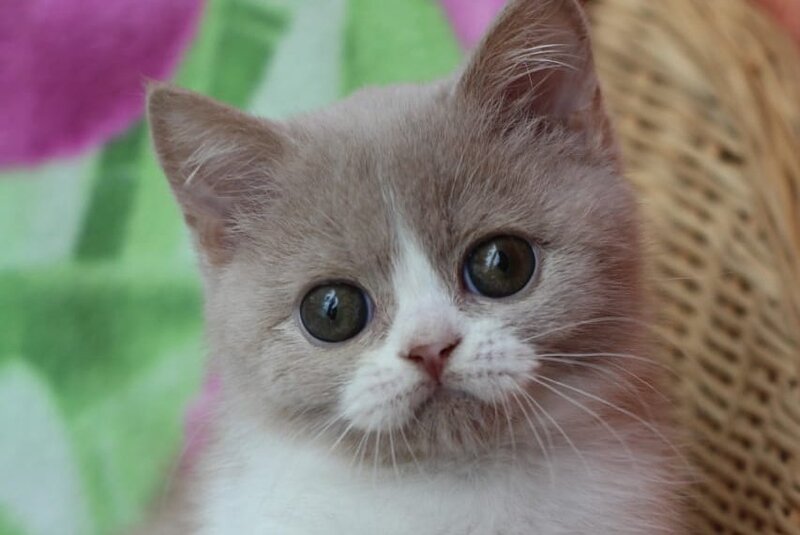 Fixs British Shorthair male, lilac bicolour