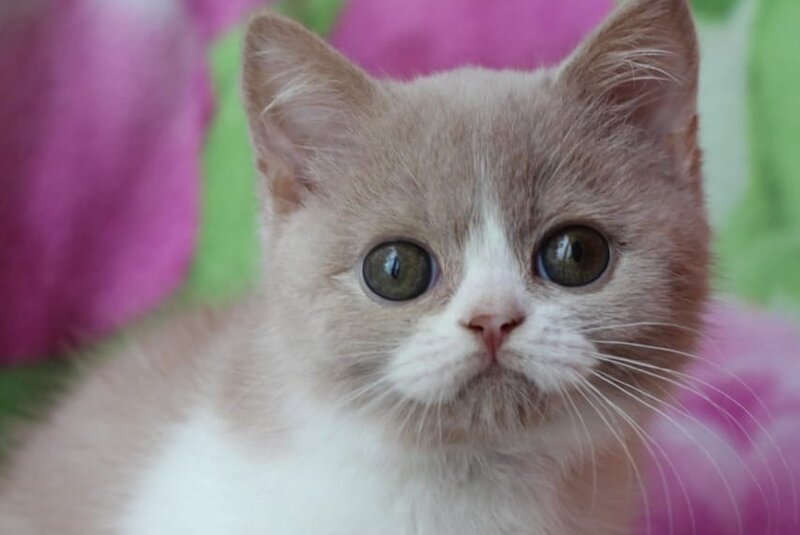 Fixs British Shorthair male, lilac bicolour
