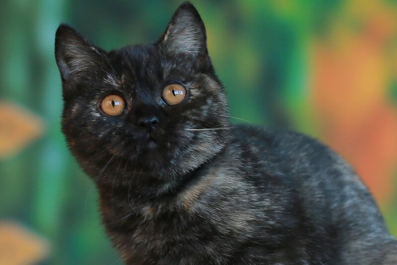 Ulysses British Shorthair female, black tortie