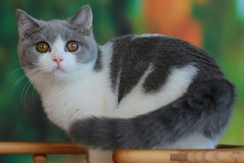 Umochka British Shorthair female, blue bicolour