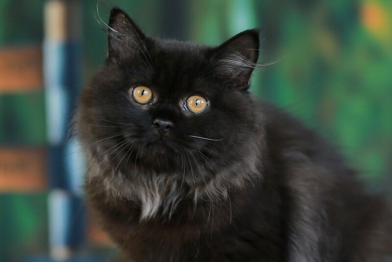 Theodore British Longhair male, black