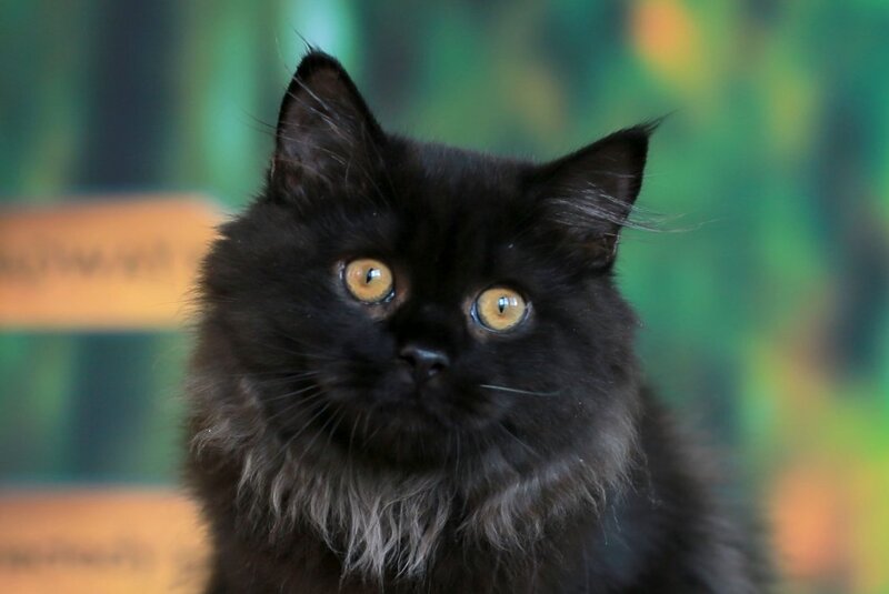 Theodore British Longhair male, black