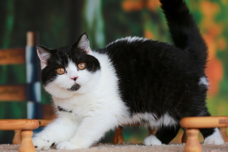 Umberto British Shorthair male, black bicolour