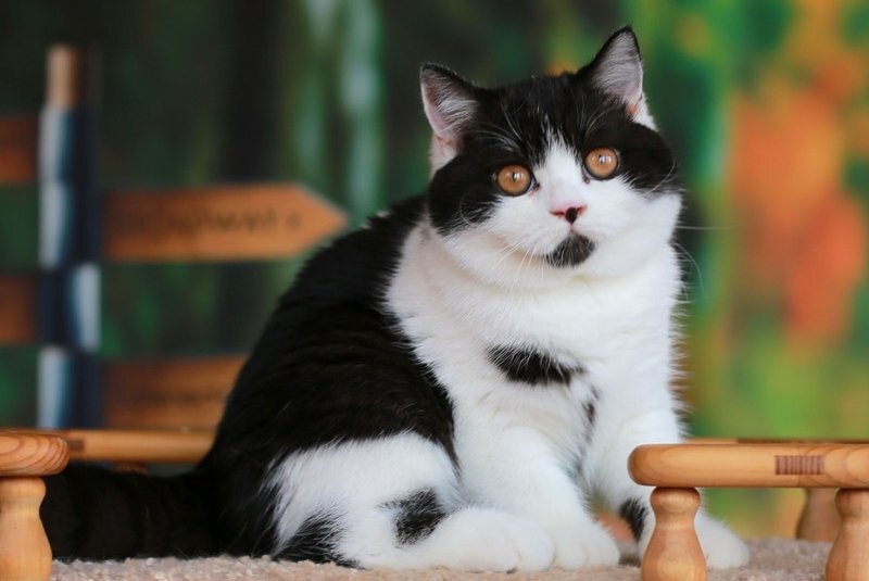 Umberto British Shorthair male, black bicolour