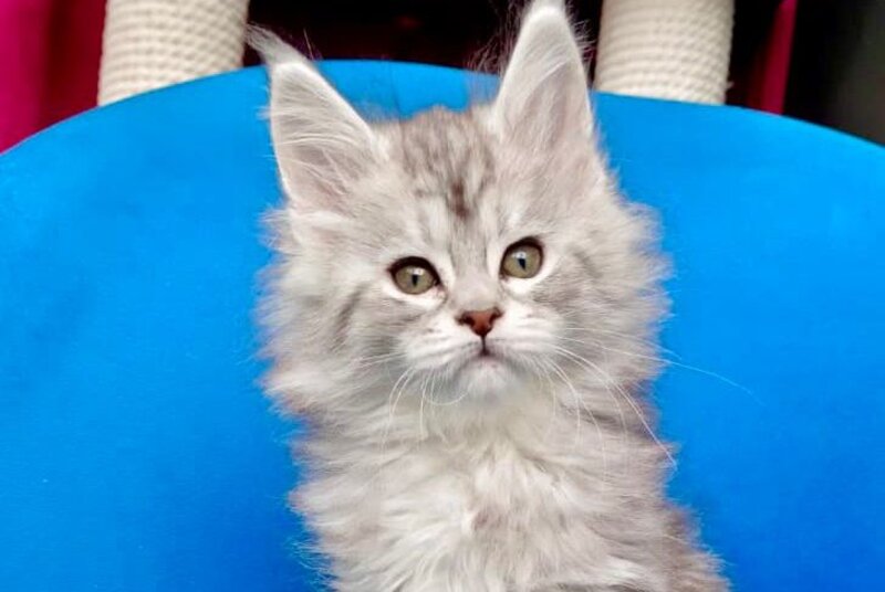 Iva Maine Coon female, black silver tabby