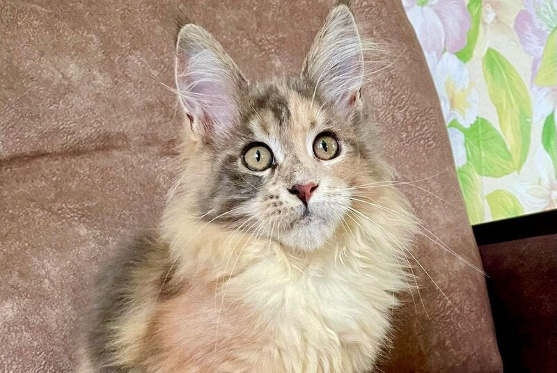 Stella Maine Coon female, blue tortie tabby with white