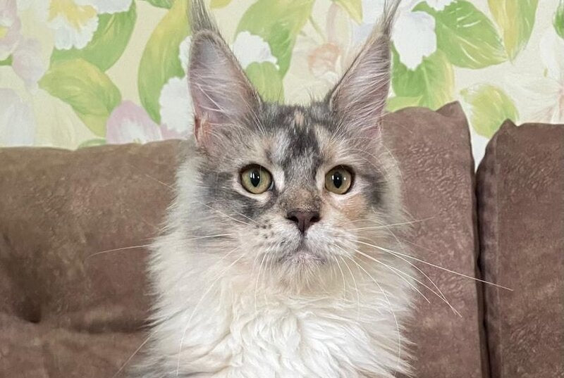 Esenia Maine Coon female, blue tortie silver with white tabby