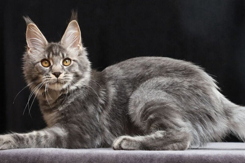 Jolie Maine Coon female, blue tabby