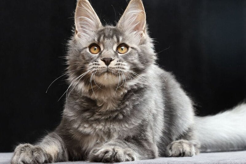 Jolie Maine Coon female, blue tabby