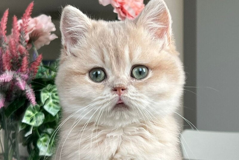 Maurice British Shorthair male, lilac golden shaded