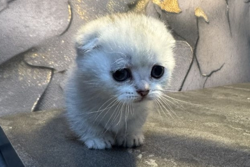 Mochi Munchkin male, black silver shaded