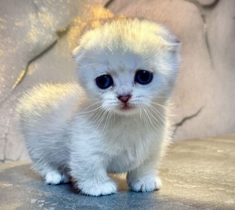 Mochi Munchkin male, black silver shaded