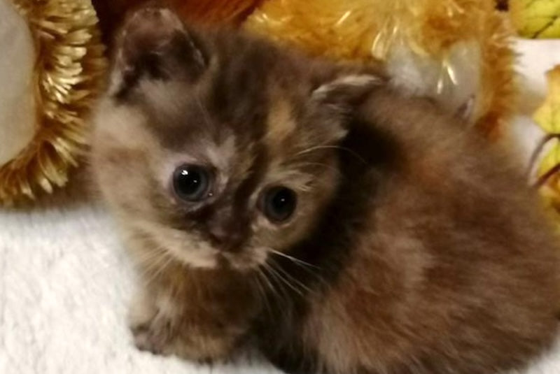 Aurora Munchkin female, chocolate tortie