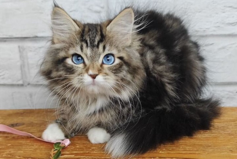 Virginia Siberian female, seal tabby bicolour