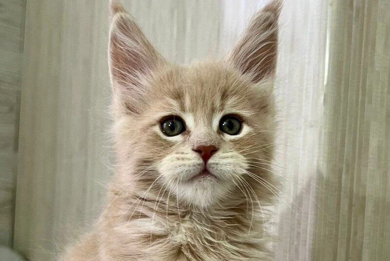 Liam Maine Coon male, cream tabby