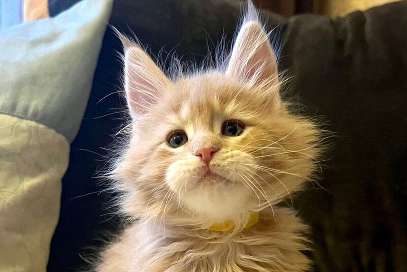 London Maine Coon male, cream tabby