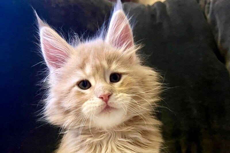 London Maine Coon male, cream tabby